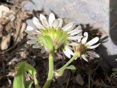 Aster takasagomontanus