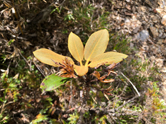 Rhododendron hyperythrum