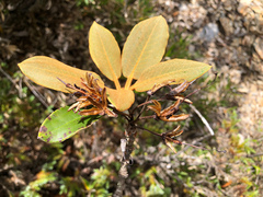 Rhododendron hyperythrum