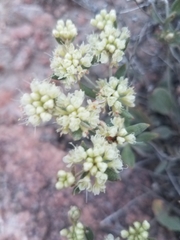 Eriogonum jamesii