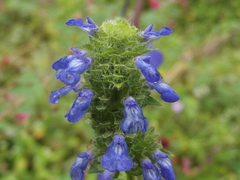 Salvia lasiocephala