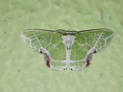 Protuliocnemis castalaria