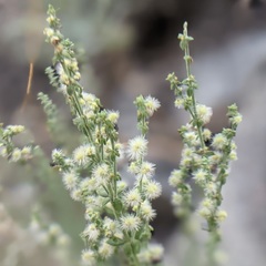 Galium parishii