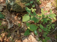 Lonicera canadensis
