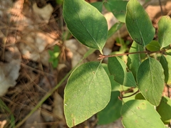 Lonicera canadensis