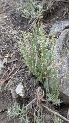Galium parishii