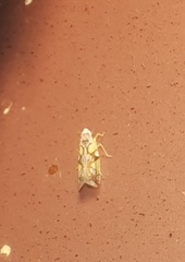 Protalebrella conica