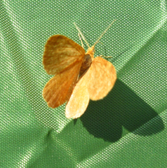 Macaria brunneata