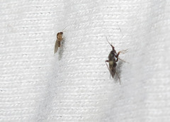 Spanagonicus albofasciatus