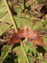 Ambulyx moorei