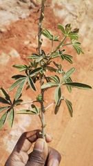 Crotalaria grahamiana image