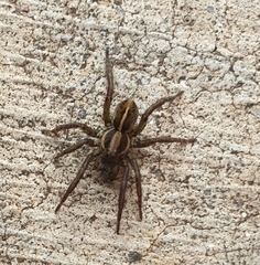 Artoriopsis