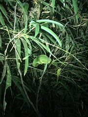 Trioceros deremensis