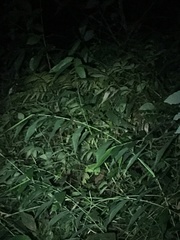 Trioceros deremensis