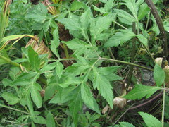 Agasyllis latifolia
