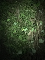 Trioceros deremensis