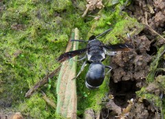 Xenorhynchium nitidulum