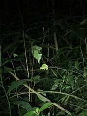 Trioceros deremensis