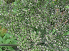 Agasyllis latifolia