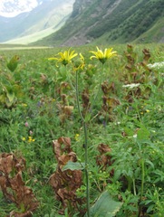 Doronicum macrophyllum