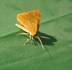 Macaria brunneata