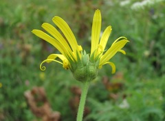 Doronicum macrophyllum