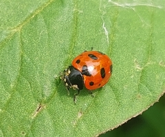 Coccinella nugatoria