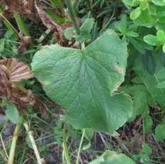 Doronicum macrophyllum
