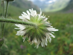 Knautia involucrata