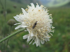 Knautia involucrata
