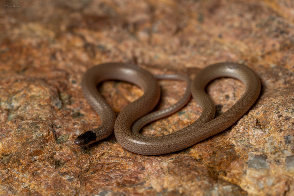 Smith's Black-headed Snake