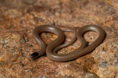 Smith's Black-Headed Snake photo 2