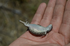 Sceloporus bicanthalis