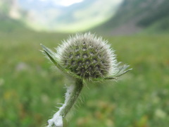 Knautia involucrata