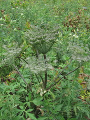Agasyllis latifolia