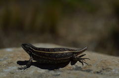 Sceloporus bicanthalis