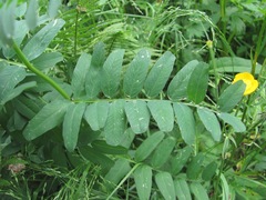 Vicia balansae