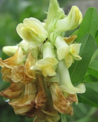 Vicia balansae