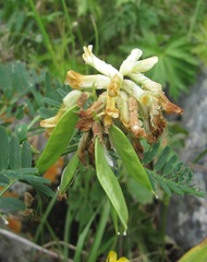 Vicia balansae