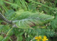 Tephroseris cladobotrys subfloccosa