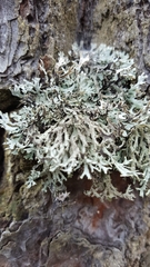 Pseudevernia