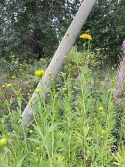 Rudbeckia laciniata
