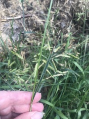 Bromus racemosus