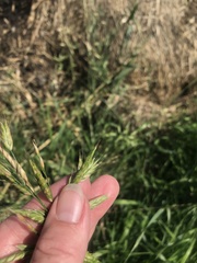Bromus racemosus