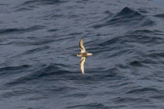 Pterodroma inexpectata