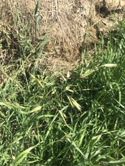 Bromus racemosus