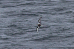 Pterodroma inexpectata