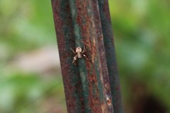 Acanthepeira