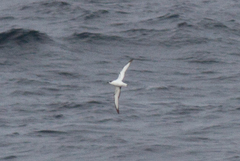 Pterodroma cookii