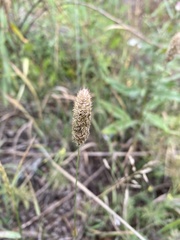 Phleum pratense nodosum